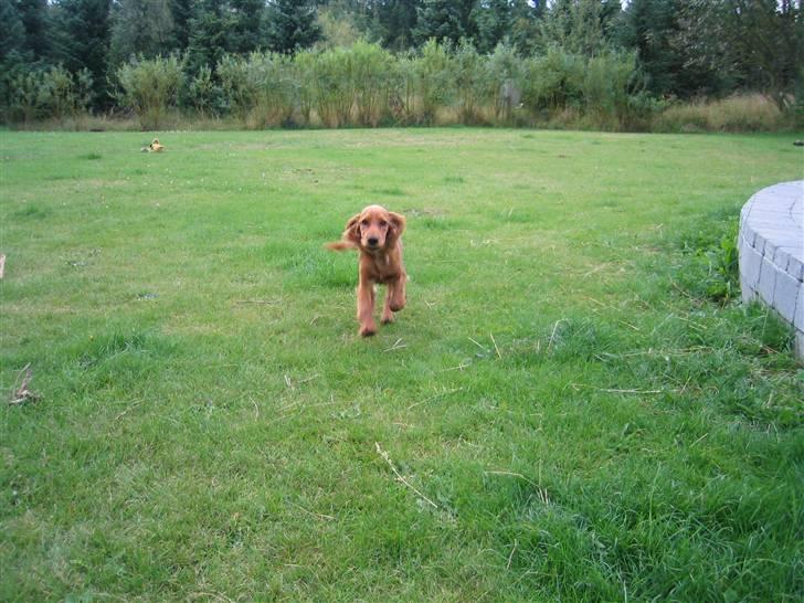 Cocker spaniel Molly billede 5