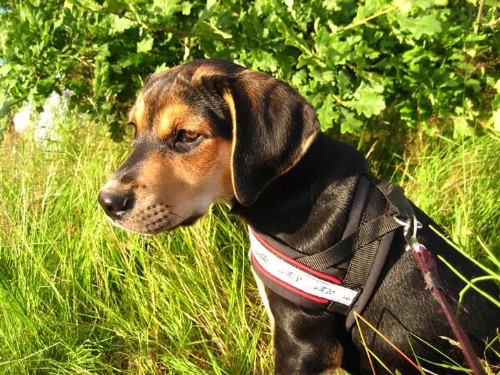 Blanding af racer Nuser billede 9