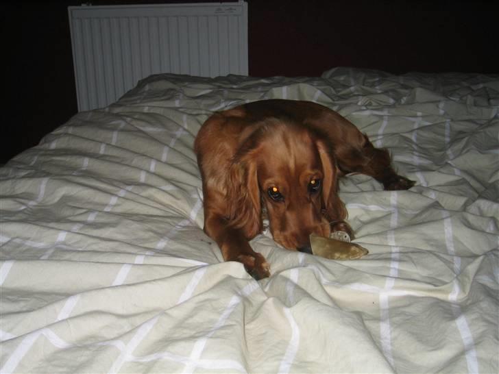 Cocker spaniel Molly billede 6