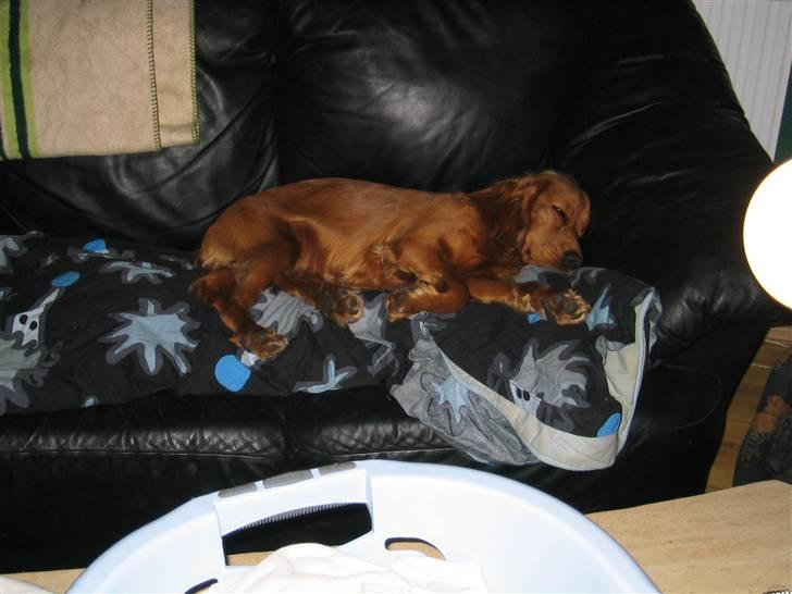 Cocker spaniel Molly billede 7