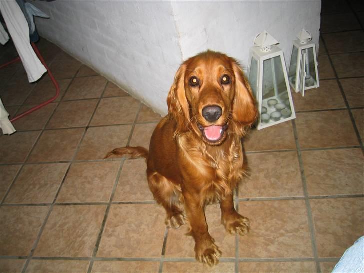 Cocker spaniel Molly billede 8