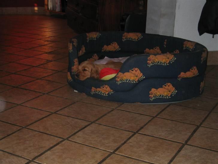 Cocker spaniel Molly billede 9