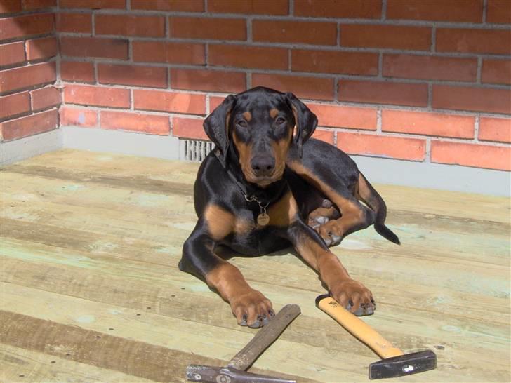 Dobermann Basse billede 2