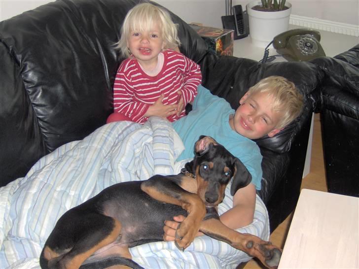 Dobermann Basse billede 3