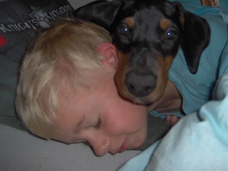 Dobermann Basse billede 4