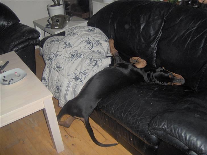 Dobermann Basse billede 5