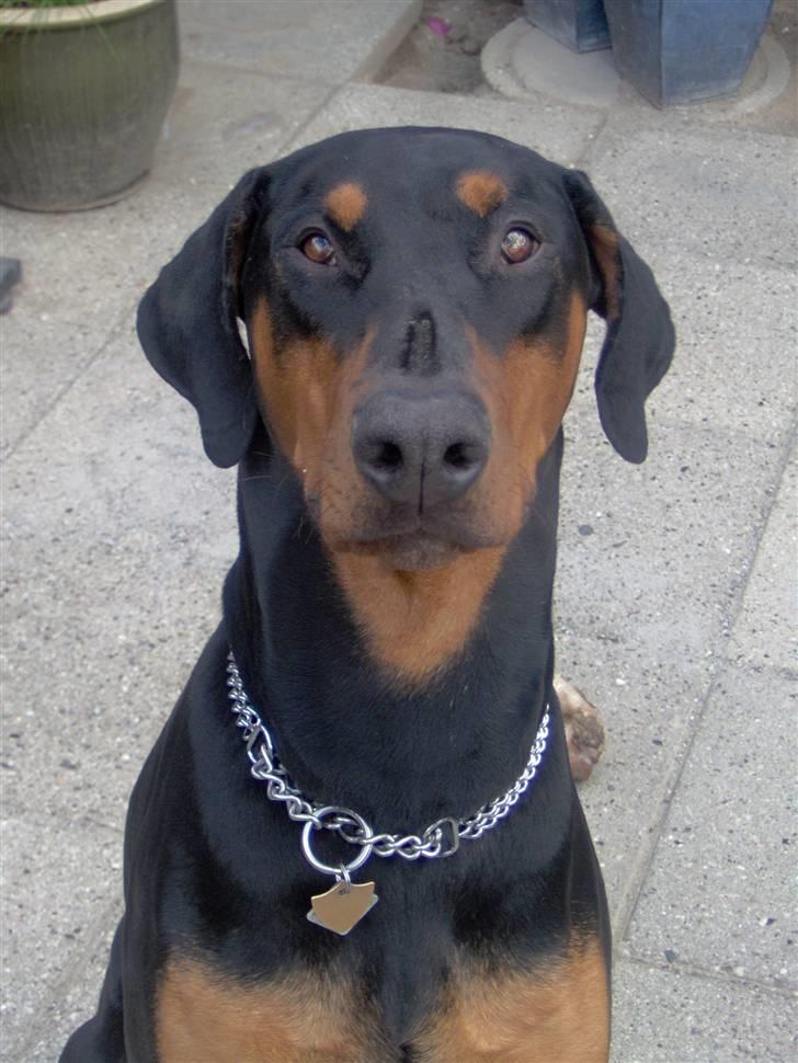 Dobermann Basse billede 6