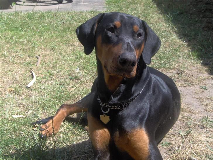 Dobermann Basse billede 7