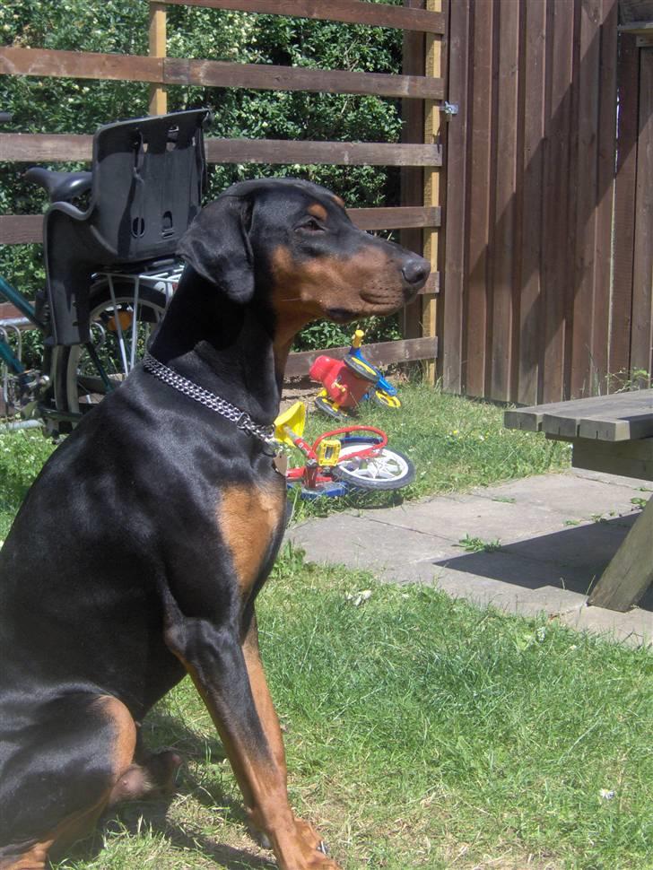 Dobermann Basse billede 8
