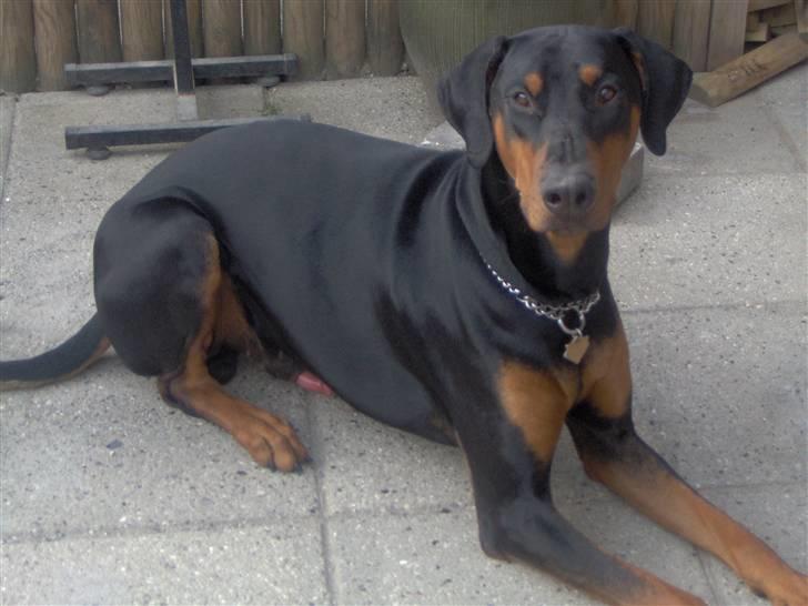 Dobermann Basse billede 9