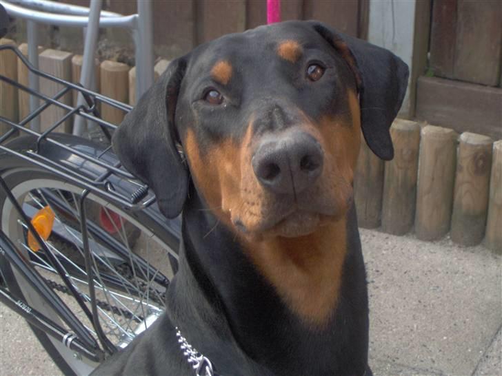 Dobermann Basse billede 10
