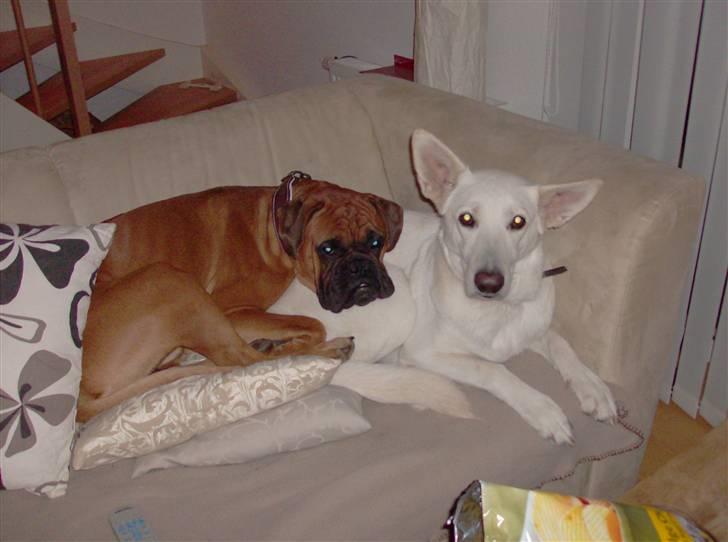Boxer Rocko ( død 2014 ) - Elsker min søster billede 13