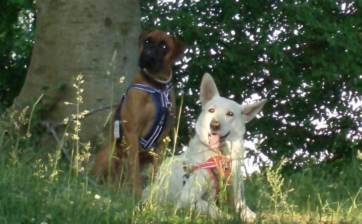 Boxer Rocko ( død 2014 ) - Nyder lige udsigten billede 14