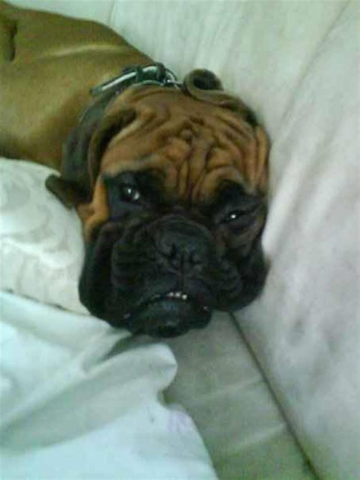 Boxer Rocko ( død 2014 ) - Hygger med chaki og amanda billede 15