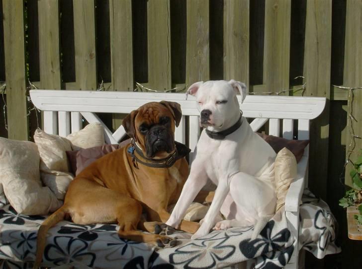 Boxer Rocko ( død 2014 ) - så er gismo os med til at hygge billede 16