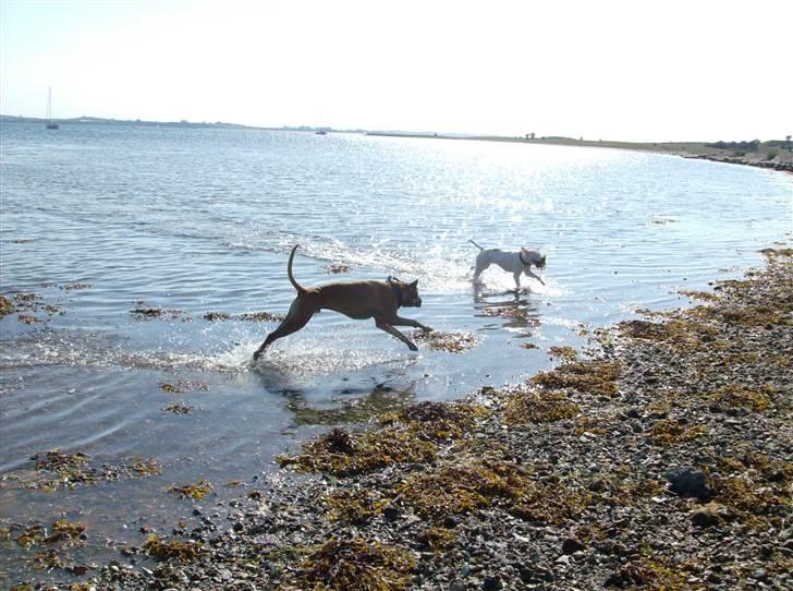 Boxer Rocko ( død 2014 ) - Alle de små hvalpe.. de er helt vilde med mig.. billede 17
