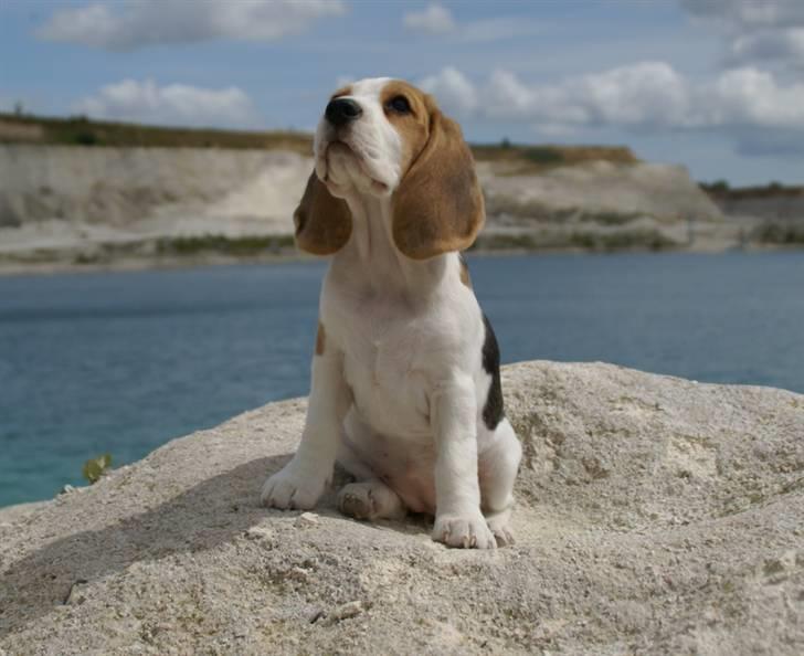 Beagle Svea billede 1