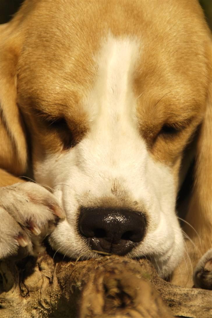 Beagle Svea billede 2