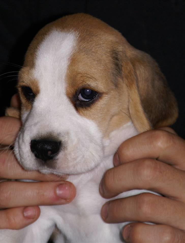 Beagle Svea billede 3