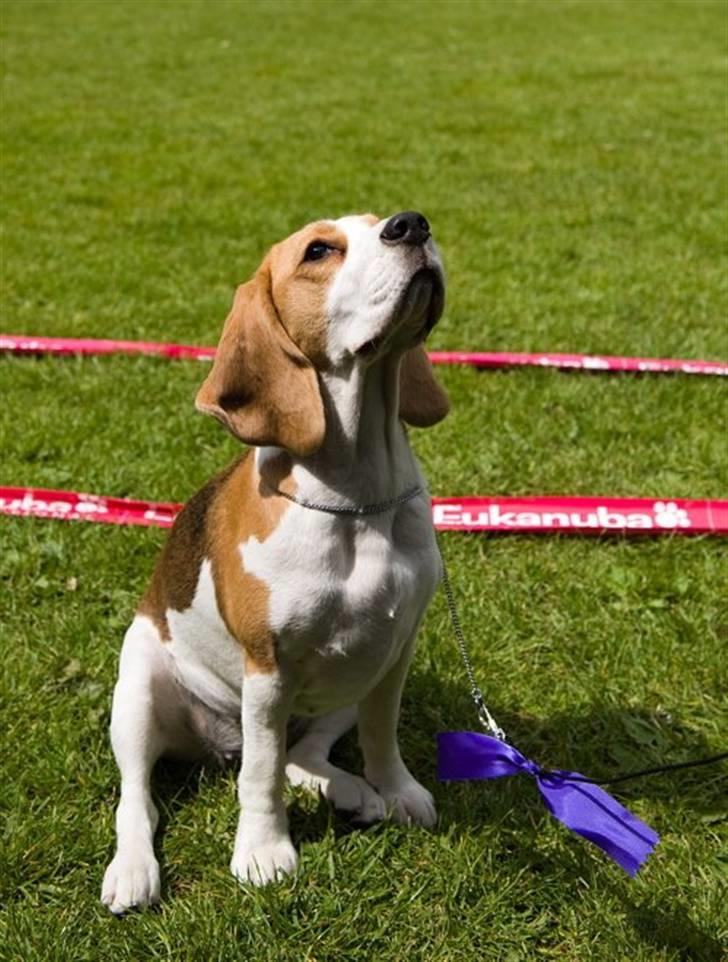 Beagle Svea billede 4