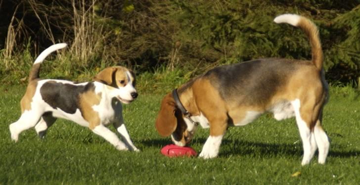 Beagle Svea billede 5