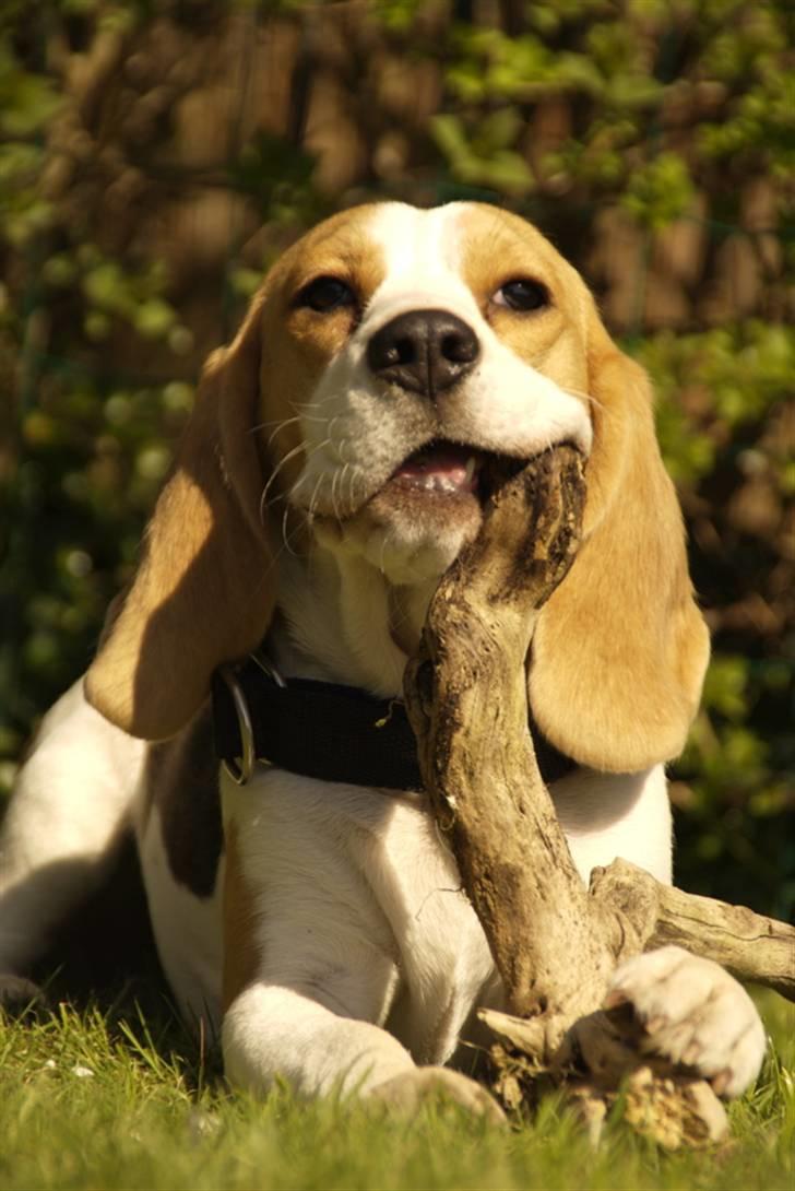 Beagle Svea billede 6