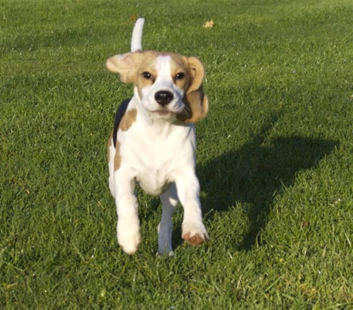 Beagle Svea billede 7
