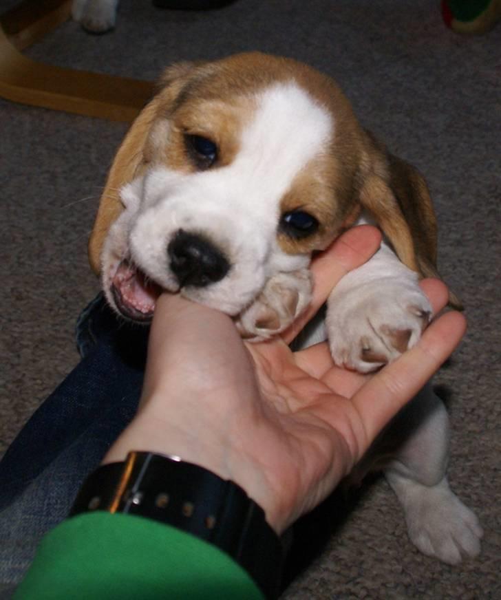 Beagle Svea billede 8