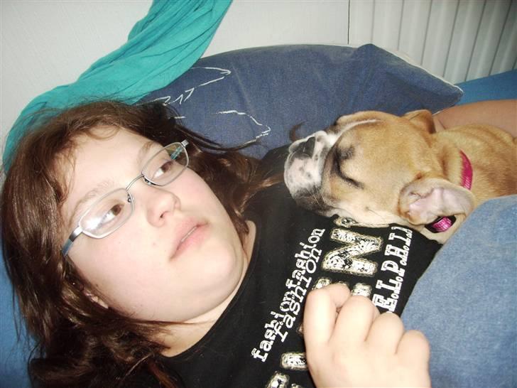 Engelsk bulldog a CHILLI UZI billede 13