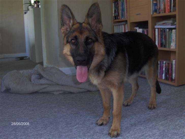 Schæferhund Maegaards Jana (Mille) billede 16