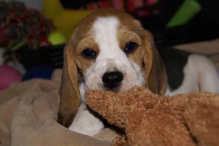 Beagle Svea billede 9