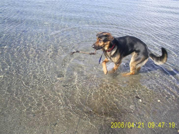 Blanding af racer Tander billede 7