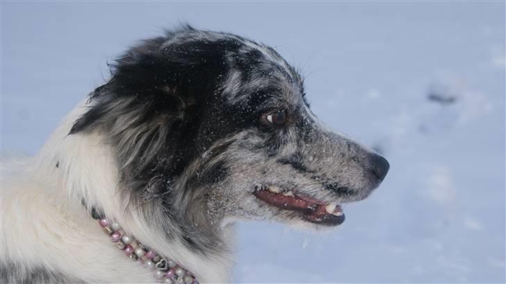 Border collie All Star Choice billede 1