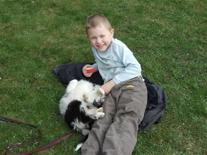 Border collie All Star Choice billede 2