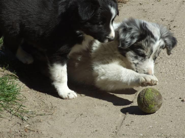 Border collie All Star Choice billede 3