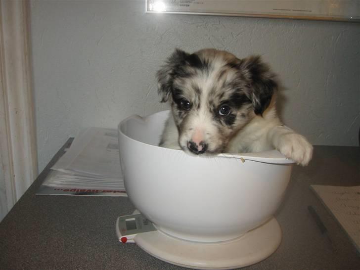 Border collie All Star Choice billede 4