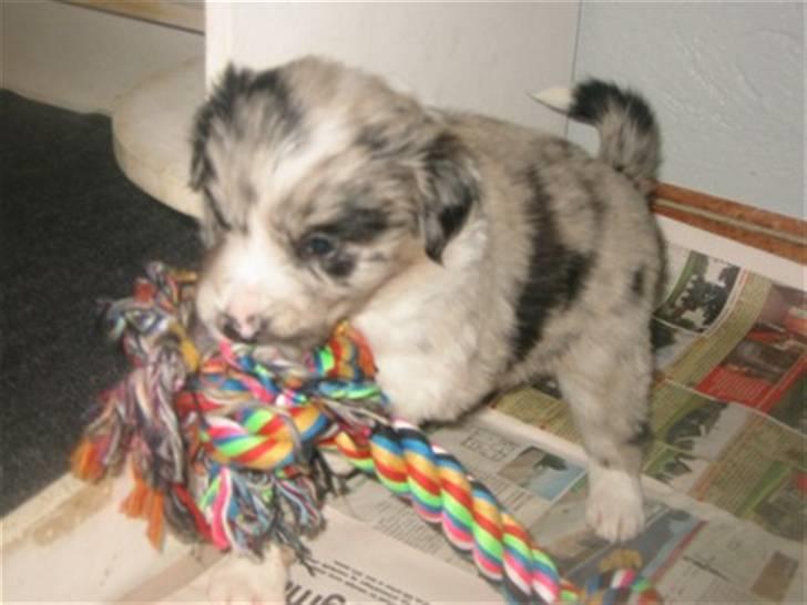 Border collie All Star Choice billede 5