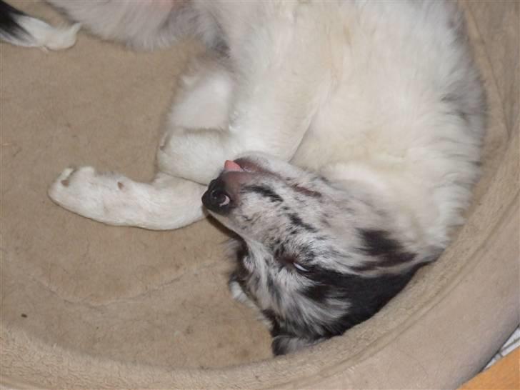 Border collie All Star Choice billede 7