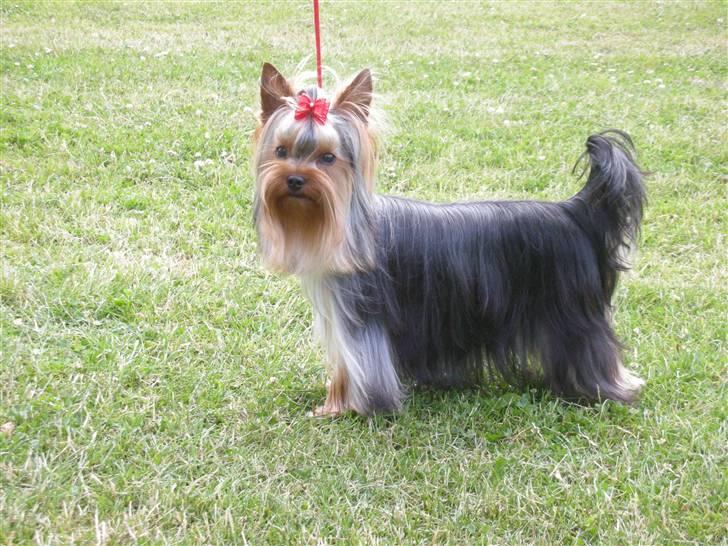 Yorkshire terrier The Boss - hvis jeg selv skal sige det, så synes jeg at jeg er super flot billede 17
