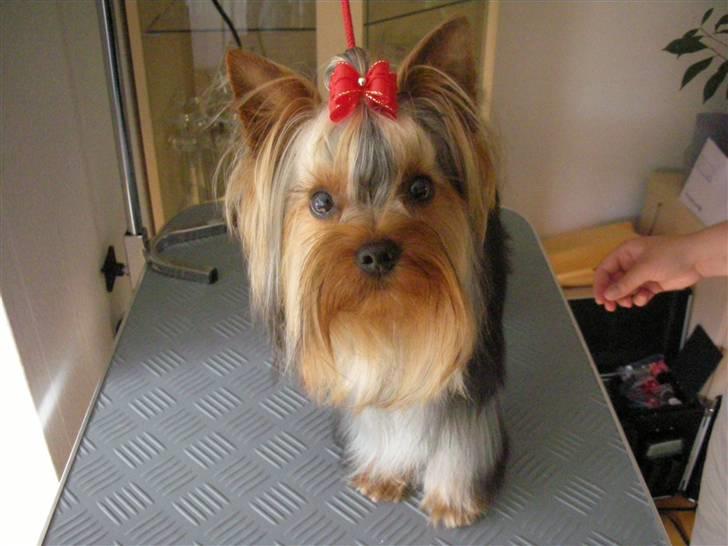 Yorkshire terrier The Boss - mor er vi ikke snart færdige ??? billede 18