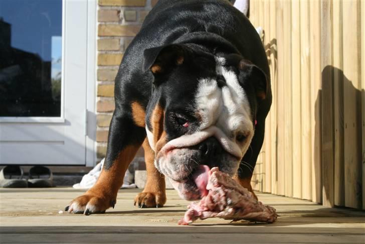 Engelsk bulldog Qupios Suprice Mille - Jep jep, lækkert kødben billede 11