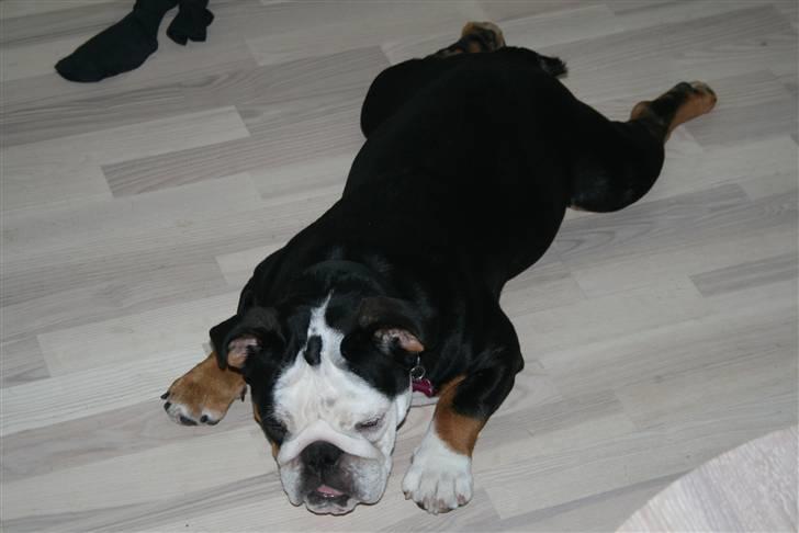 Engelsk bulldog Qupios Suprice Mille - ligger lige og leger Grill kylling billede 12