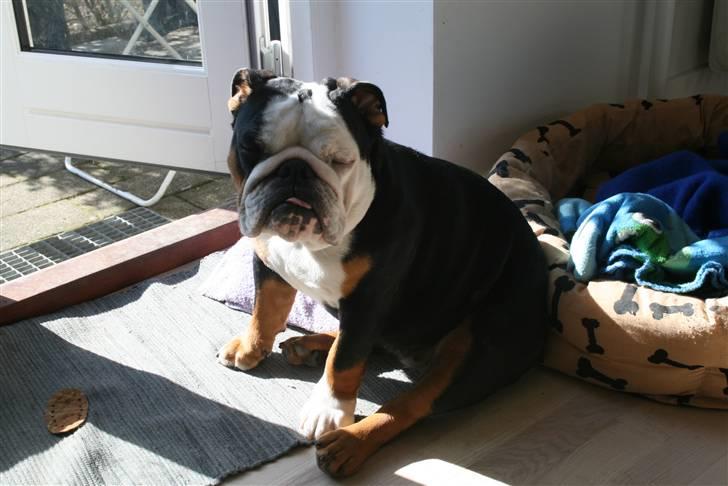 Engelsk bulldog Qupios Suprice Mille - Sjove ben ! hvad fanden mener du med sjove ben ?? billede 13