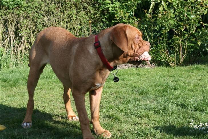 Dogue de bordeaux Chiba R.I.P. - Skal jo både holde øje med mit kødben og med stien.... billede 12
