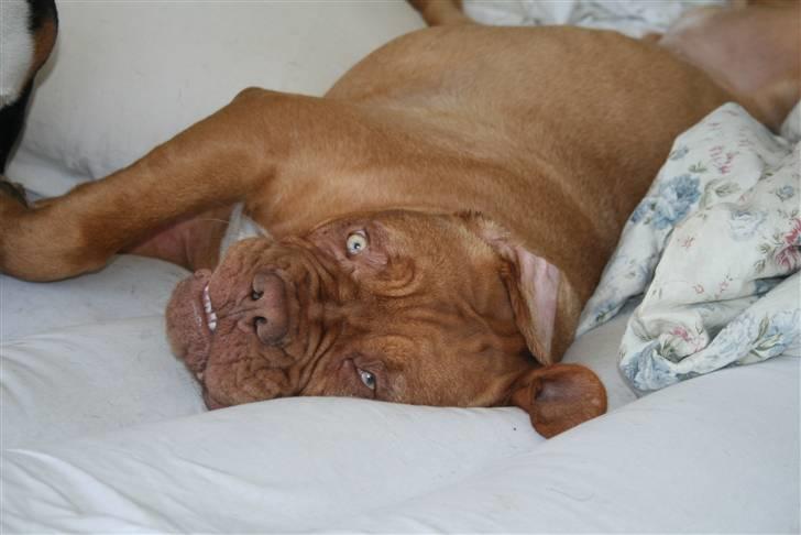 Dogue de bordeaux Chiba R.I.P. - Tar lige en skapper i fars og mors seng.. billede 13