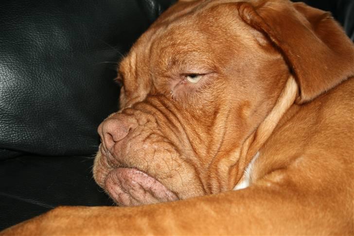 Dogue de bordeaux Chiba R.I.P. - Øver mig lige i at ligne en bisk vagthund.. billede 14