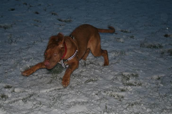 Dogue de bordeaux Chiba R.I.P. - Tiger på spring..... billede 15