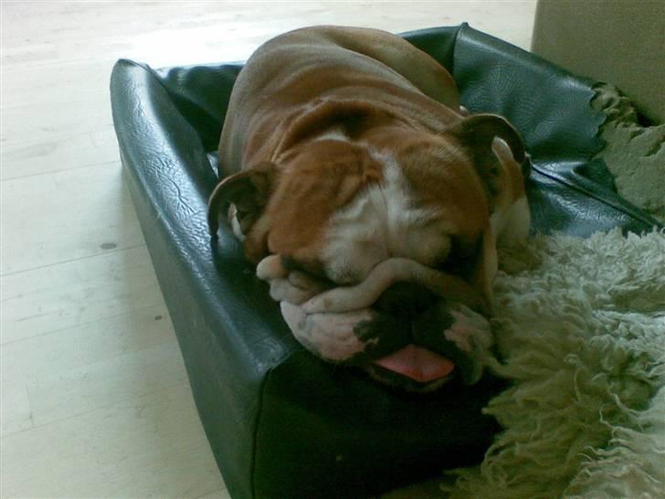 Engelsk bulldog J.J Kaldt Pølle. billede 14