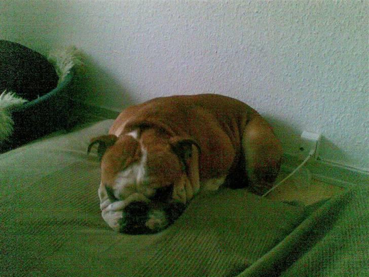 Engelsk bulldog J.J Kaldt Pølle. billede 15