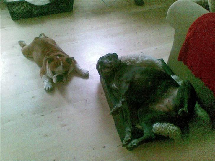 Engelsk bulldog J.J Kaldt Pølle. billede 16